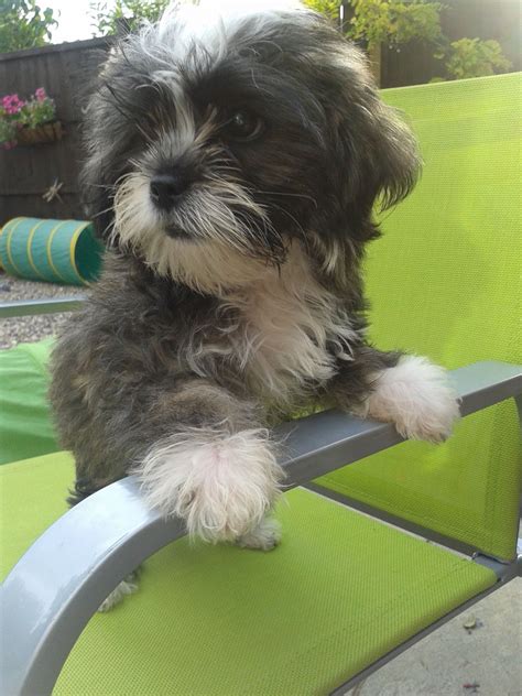 The shih tzu is of chinese origin, lives 10 to 18 years, and weighs in at nine to sixteen pounds. Shih Tzu x Chihuahua ** 1 gorgeous little girl ** | Peterborough, Cambridgeshire | Pets4Homes