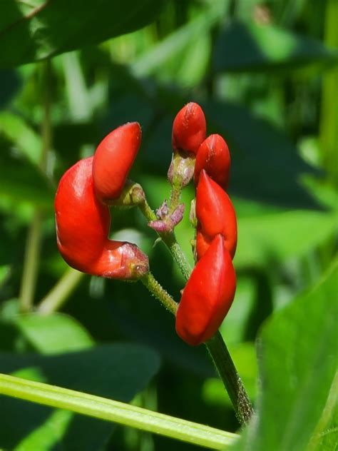 Buy Scarlet Runner Pole Bean Seeds Canada Metchosin Farm