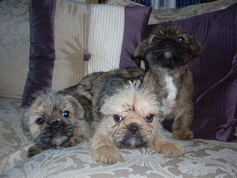 It is a toy dog, at around 23 pounds (11 kg), and stands about 11.5 inches (30 cm) high. Bullshits. french bulldog cross shih tzu. | Barnsley ...