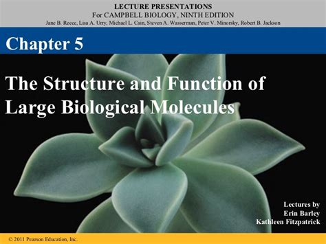 05 The Structure And Function Of Large Biological Molecules