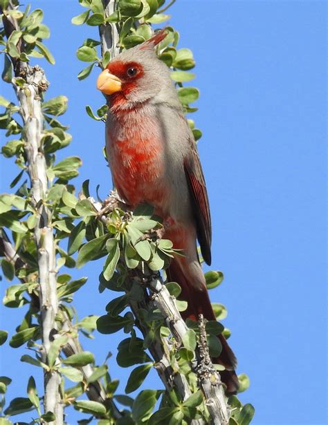 Pyrrhuloxia Desert Cardinal Bird Photo Great Hobbies Love Birds