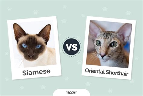 Siamese Vs Oriental Shorthair Cat Differences And Similarities With