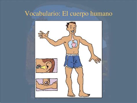 Ppt Vocabulario El Cuerpo Humano Powerpoint Presentation Free