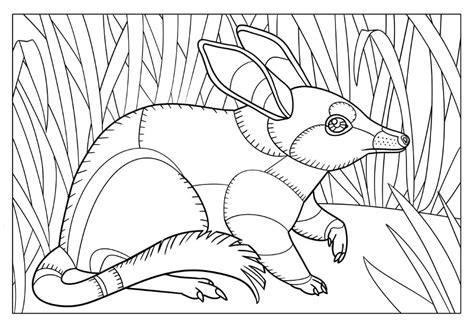 Bilby Coloring Page Coloring Pages