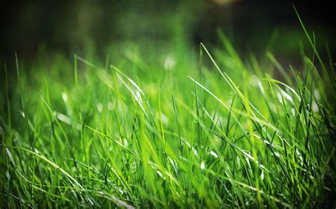 Green Grass Hd Wallpapers Free Download Nature Images Kg Landscape Management