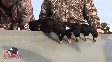 Shot Of The Day Sea Duck Hunting Pitboss Waterfowl Youtube