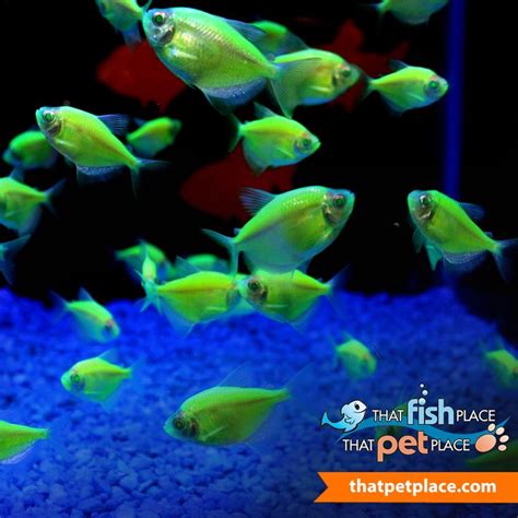 Our Animal Spotlight Of The Week Are These Fun Electric Green Glofish