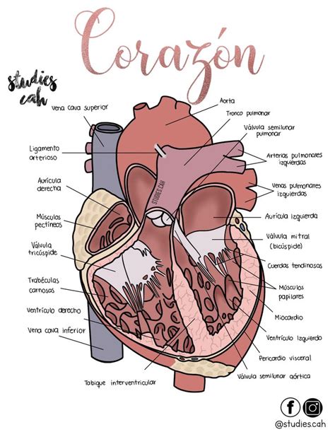 Anatomía Del Corazón Con Imágenes Anatomía Médica Anatomia Y