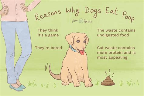 Oftentimes, these are commonplace and innocuous. Reasons Why Puppies Eat Poop and How to Stop It
