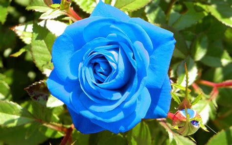 Rare Blue Rose Flower Seeds Garden Plants 10x Viable Seeds Etsy