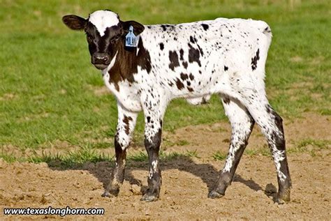 Black And White Spotted Texas Longhorn Heifer Baby Calf Born Spring Of