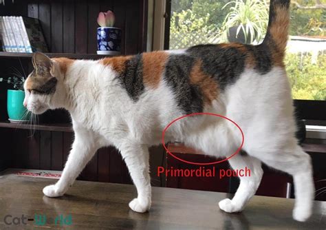 It can often be seen swaying from side to. Primordial Pouch (Cat Belly Flap) in Cats | Cat-World