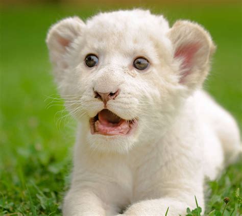 White Lions Facts For Kids Home Design Ideas