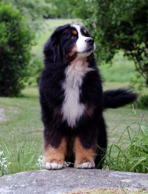 Dogs Bernese Mountain Dog Breed Leading