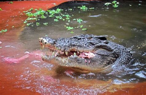 australianos convivem com crocodilos no jardim