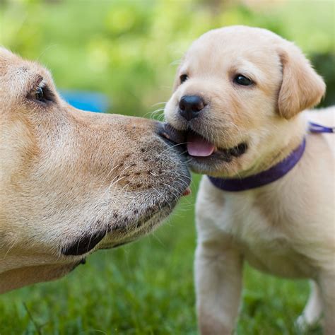 1 Labrador Retriever Puppies For Sale In Texas