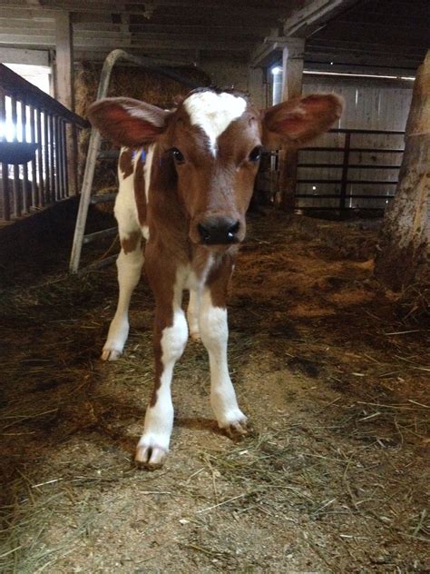 Ayrshire Spring Calf Cow Photos Farm Cow Fluffy Cows