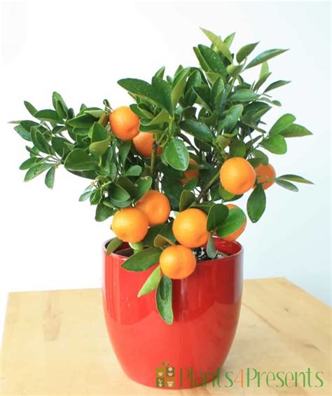 Miniature Citrus Orange Trees Make Great Ts For A Bright Flat Or
