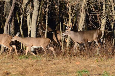 Natural World Through My Camera The Whitetail Deer Mating Ritual