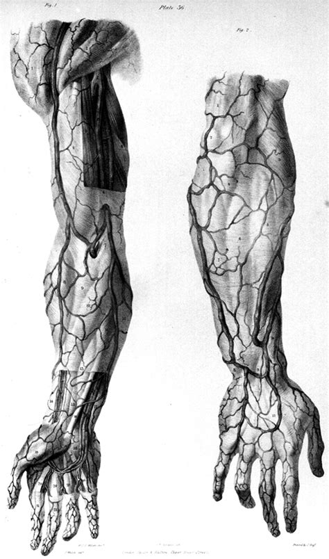 Hr Map Of Prominent Veins On Arms