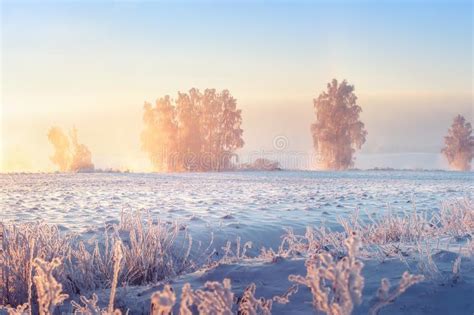 Sunny Winter Morning Beautiful Winter Scene In Frosty Morning Winter