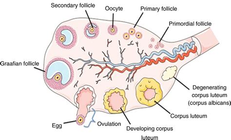 Label The Stages Of The Ovarian Cycle