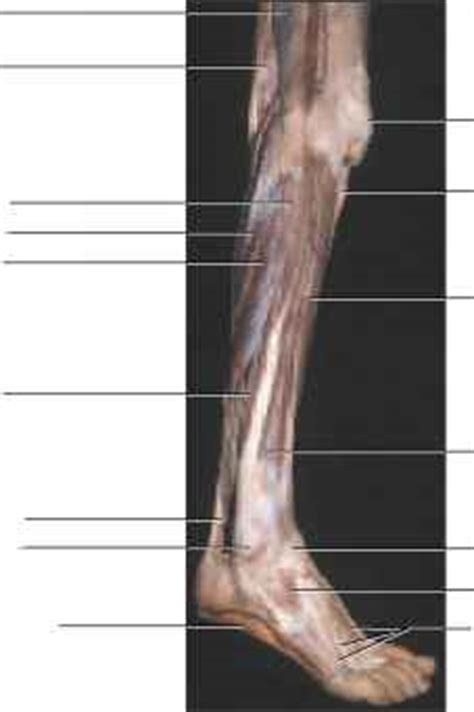 The muscles covered in this article serve various. Muscles Acting on the Foot - Unity Companies - RR School Of Nursing