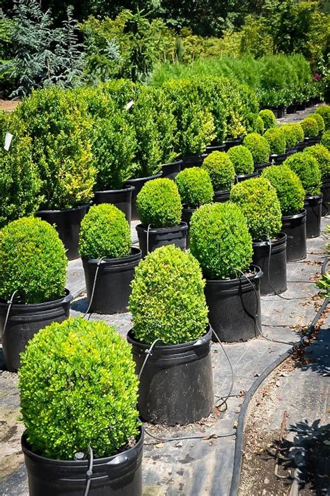 Dwarf English Boxwood For Sale Online The Tree Center