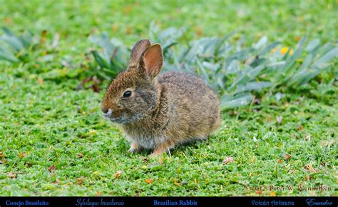 Brazilian Rabbit Or Forest Rabbit In The Paramo At Volcá Flickr
