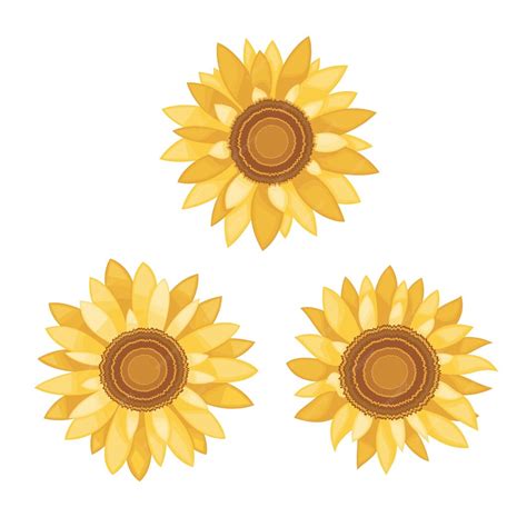 Premium Vector Sunflowers Vector Illustration Isolated On White