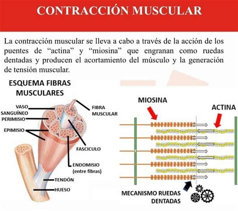 ContracciÓn Muscular Conoce Los Tipos Y Su Mecanismo Salud Diez