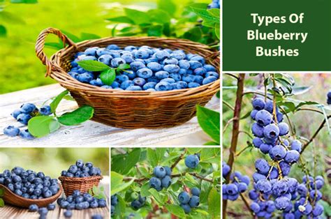 Different Types Of Blueberry Bushes Varieties Embracegardening