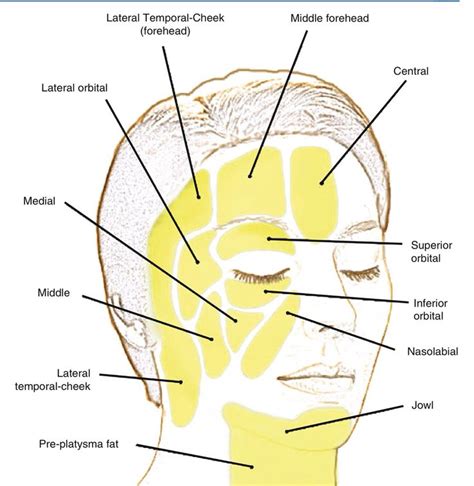 Facial Sup Fat Pads Facial Anatomy Facial Fillers Facial Aesthetics