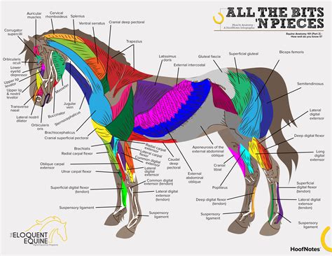 Related posts of muscle anatomy neck and shoulder. HoofNotes Infographic | Equine Anatomy Part 2 - The ...