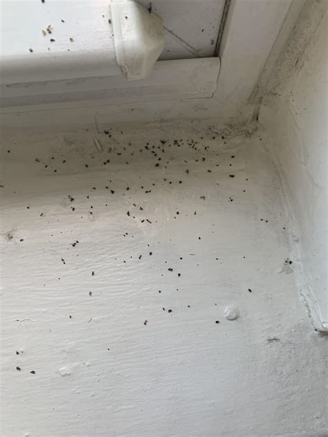 This Was Located On My Windowsill Are These Bed Bug Droppings Bedbugs