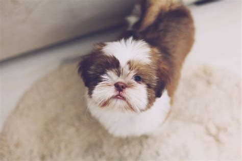 10 Things You Need To Know Before Adopting A Shih Tzu