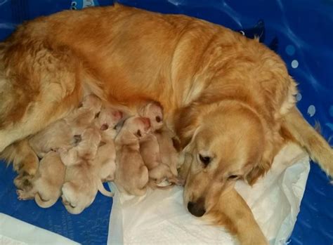 Since then, the breed has established itself as a wonderful. AKC GOLDEN RETRIEVER PUPPIES for Sale in Antioch ...