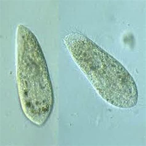 Paramecium Aurelia Live Southern Biological