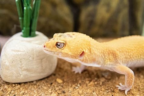 A Guide To Caring For Leopard Geckos As Pets