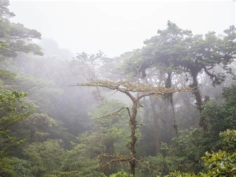 Monteverde Cloud Forest Smithsonian Photo Contest Smithsonian Magazine
