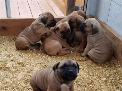 Friends and other pets should be introduced with care, preferably early in the dogís life. Boerboel Puppies For Sale | Westlake, OH #299704 | Petzlover