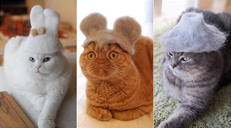 Japanese Photographer Makes Adorable Hats For His Cats But The Real Heroes Are The Furry Balls