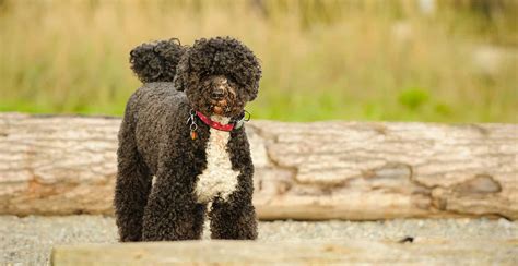 Portuguese Water Dog Breed Information Breed Advisor