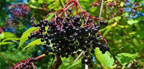 12 Wild Medicinal Plants You Should Harvest This Fall Ask A Prepper