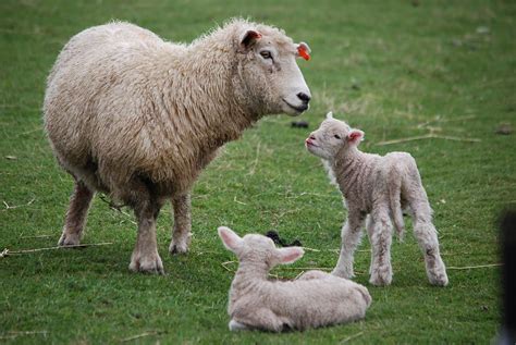 Check spelling or type a new query. New Zealand Sheep and baby lambs - Golden Glow