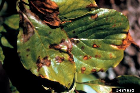 Dogwood Anthracnose Discula Destructiva