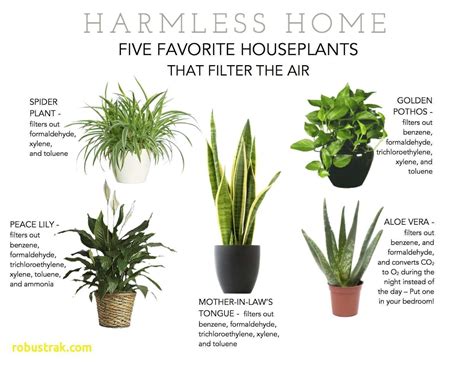 25 good looking houseplants safe for cats (with pictures). Non toxic House Plants for Cats | Plants, Best indoor ...