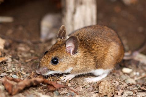 White Footed Mice Are Beneficial Creatures Not Pesky Pests