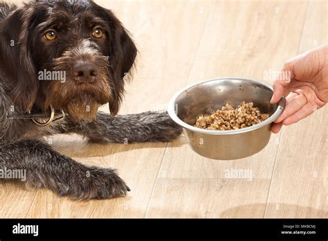 Eating Pet Dog Bowl Hi Res Stock Photography And Images Alamy