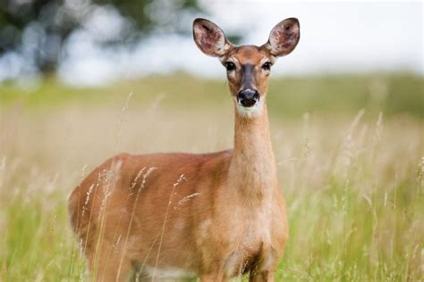 How Do Deer Mate And Reproduce Joy Of Animals